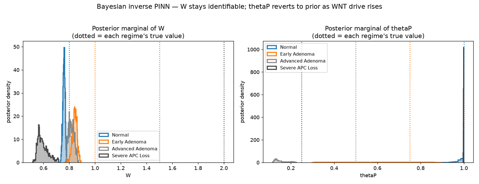 Posterior marginals of W and θP for four regimes. W posteriors are tight and near truth except in severe APC loss; θP posteriors either flatten to the prior or spike at 1.0 far from the true value